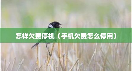 怎样欠费停机（手机欠费怎么停用）