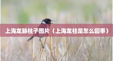 上海龙脉柱子图片（上海龙柱是怎么回事）