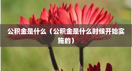 公积金是什么（公积金是什么时候开始实施的）