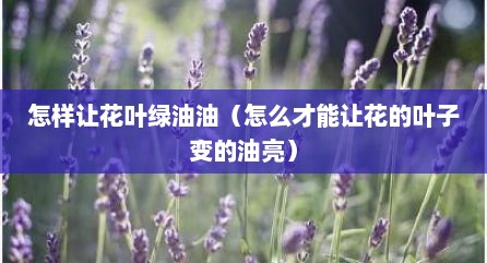 怎样让花叶绿油油（怎么才能让花的叶子变的油亮）