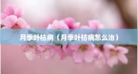 月季叶枯病（月季叶枯病怎么治）