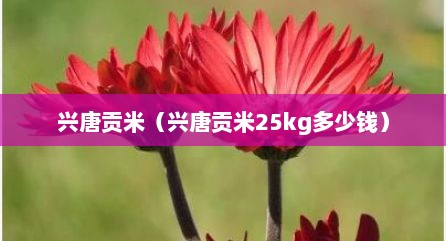 兴唐贡米（兴唐贡米25kg多少钱）