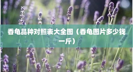 香龟品种对照表大全图（香龟图片多少钱一斤）