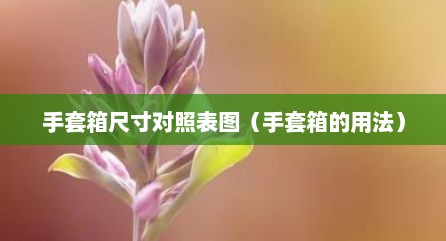 手套箱尺寸对照表图（手套箱的用法）