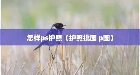 怎样ps护照（护照批图 p图）