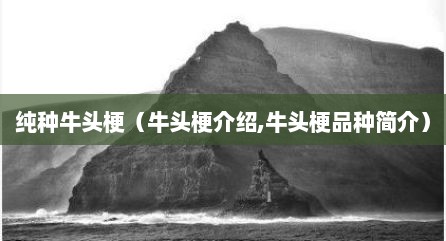 纯种牛头梗（牛头梗介绍,牛头梗品种简介）