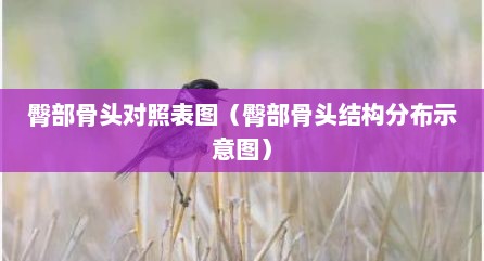 臀部骨头对照表图（臀部骨头结构分布示意图）