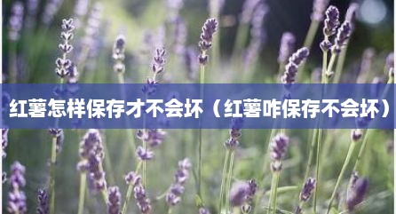 红薯怎样保存才不会坏（红薯咋保存不会坏）