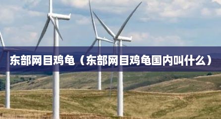 东部网目鸡龟（东部网目鸡龟国内叫什么）