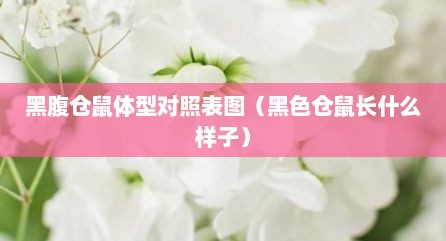 黑腹仓鼠体型对照表图（黑色仓鼠长什么样子）