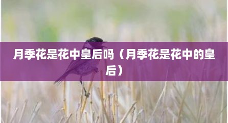 月季花是花中皇后吗（月季花是花中的皇后）