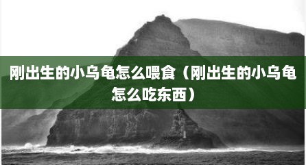 刚出生的小乌龟怎么喂食（刚出生的小乌龟怎么吃东西）