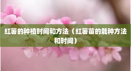 红薯的种植时间和方法（红薯苗的栽种方法和时间）