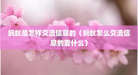 蚂蚁是怎样交流信息的（蚂蚁怎么交流信息的靠什么）