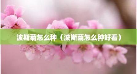 波斯菊怎么种（波斯菊怎么种好看）
