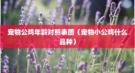 宠物公鸡年龄对照表图（宠物小公鸡什么品种）
