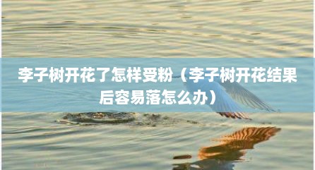 李子树开花了怎样受粉（李子树开花结果后容易落怎么办）