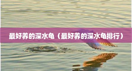 最好养的深水龟（最好养的深水龟排行）