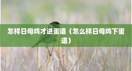 怎样日母鸡才进蛋道（怎么样日母鸡下蛋道）