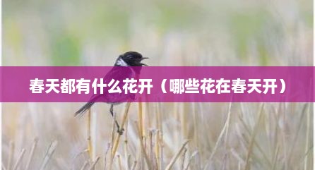 春天都有什么花开（哪些花在春天开）