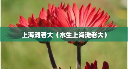 上海滩老大（水生上海滩老大）