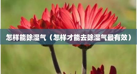 怎样能除湿气（怎样才能去除湿气最有效）