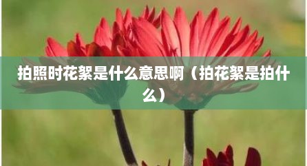 拍照时花絮是什么意思啊（拍花絮是拍什么）