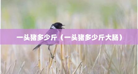 一头猪多少斤（一头猪多少斤大肠）