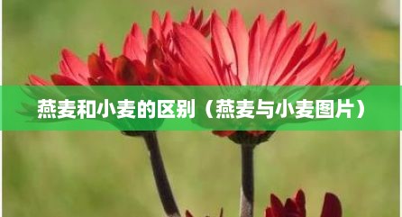 燕麦和小麦的区别（燕麦与小麦图片）