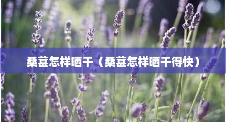 桑葚怎样晒干（桑葚怎样晒干得快）