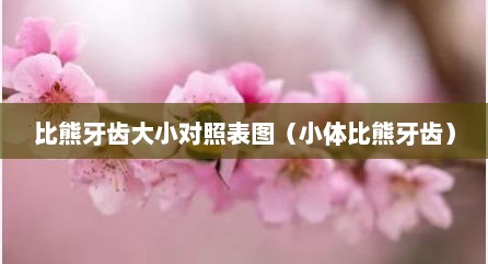 比熊牙齿大小对照表图（小体比熊牙齿）
