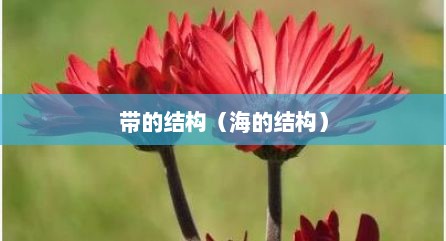 带的结构（海的结构）