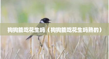 狗狗能吃花生吗（狗狗能吃花生吗熟的）