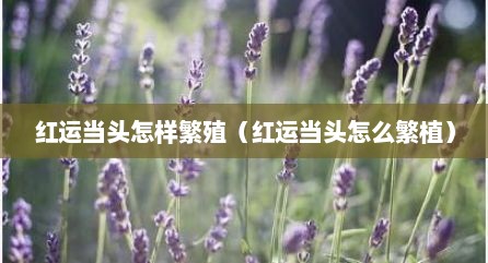 红运当头怎样繁殖（红运当头怎么繁植）