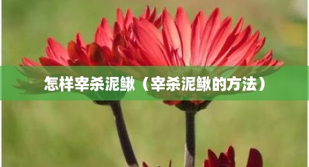 怎样宰杀泥鳅（宰杀泥鳅的方法）
