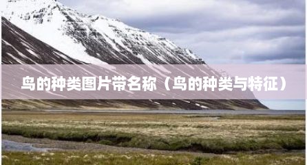 鸟的种类图片带名称（鸟的种类与特征）