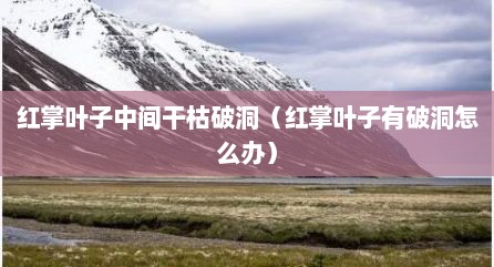 红掌叶子中间干枯破洞（红掌叶子有破洞怎么办）