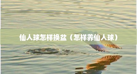 仙人球怎样换盆（怎样养仙人球）