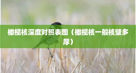 橄榄核深度对照表图（橄榄核一般核壁多厚）