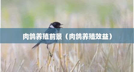 肉鸽养殖前景（肉鸽养殖效益）