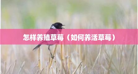 怎样养殖草莓（如何养活草莓）