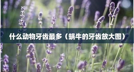 什么动物牙齿最多（蜗牛的牙齿放大图）