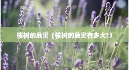 桉树的危害（桉树的危害有多大?）