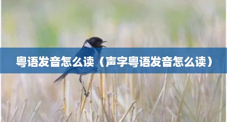 粤语发音怎么读（声字粤语发音怎么读）