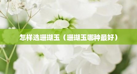 怎样选珊瑚玉（珊瑚玉哪种最好）