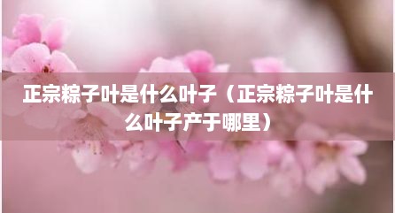正宗粽子叶是什么叶子（正宗粽子叶是什么叶子产于哪里）