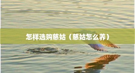 怎样选购慈姑（慈姑怎么养）