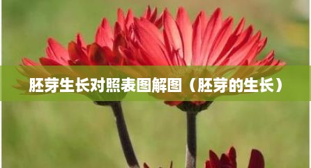 胚芽生长对照表图解图（胚芽的生长）