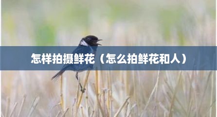 怎样拍摄鲜花（怎么拍鲜花和人）