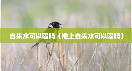 自来水可以喝吗（楼上自来水可以喝吗）